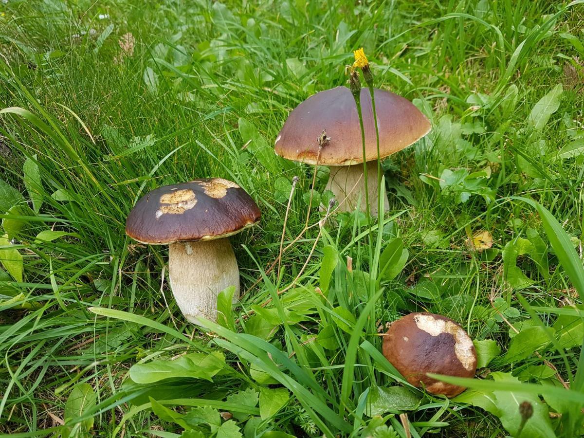 Pension Fuerhapter Mit Bio- Bauernhof Sankt Jakob in Defereggen Exteriér fotografie